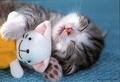 @@@trop bo@@@